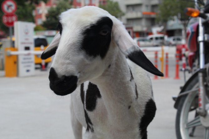 Annesi ölen kuzuyu sahiplendi, hiç yanından ayrılmıyor