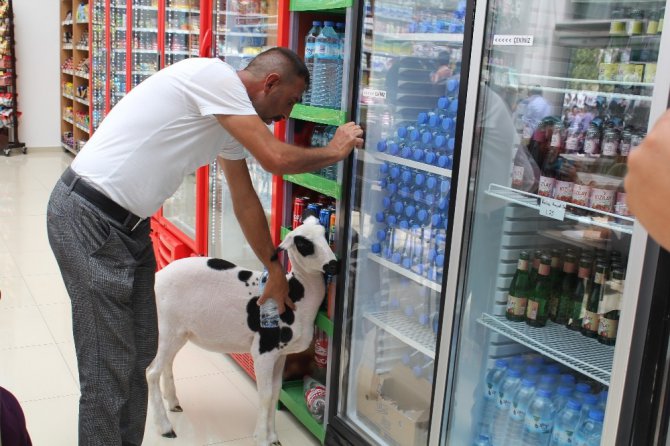 Annesi ölen kuzuyu sahiplendi, hiç yanından ayrılmıyor