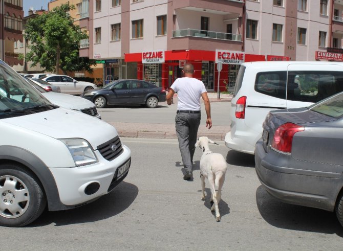 Annesi ölen kuzuyu sahiplendi, hiç yanından ayrılmıyor