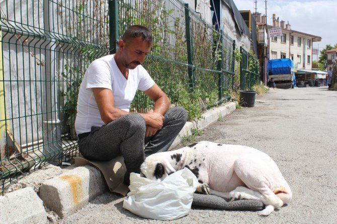 Annesi ölen kuzuyu sahiplendi, hiç yanından ayrılmıyor