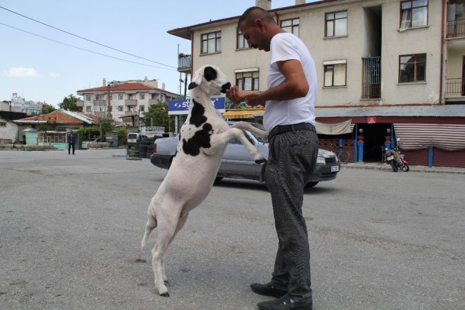 Annesi ölen kuzuyu sahiplendi, hiç yanından ayrılmıyor