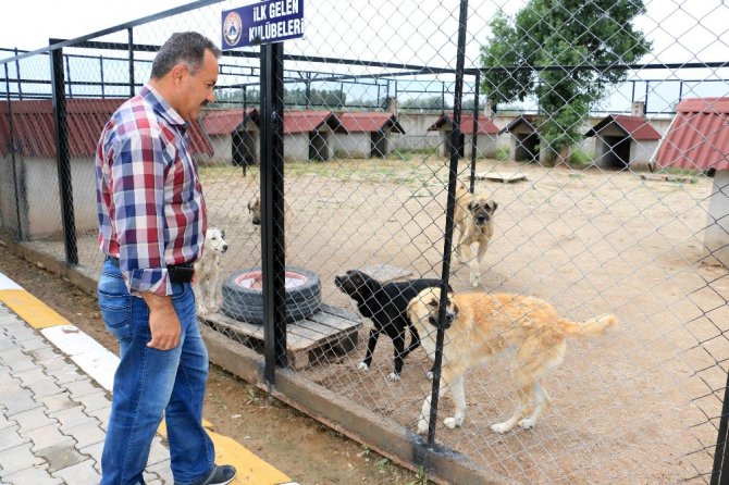 Aksaray’da hayvanlar 5 yıldızlı otelde