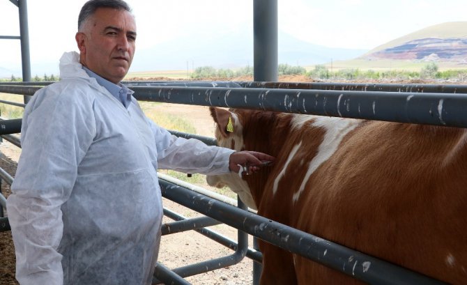 Aksaray’da buzağı ölümleri 2 yılda yüzde 50 oranında geriledi