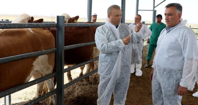 Aksaray’da buzağı ölümleri 2 yılda yüzde 50 oranında geriledi