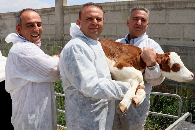 Aksaray’da buzağı ölümleri 2 yılda yüzde 50 oranında geriledi