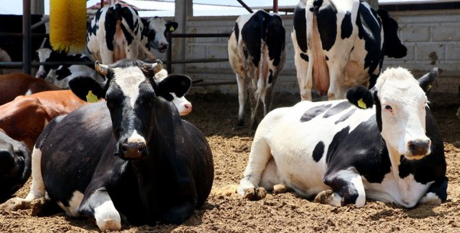 Aksaray’da buzağı ölümleri 2 yılda yüzde 50 oranında geriledi