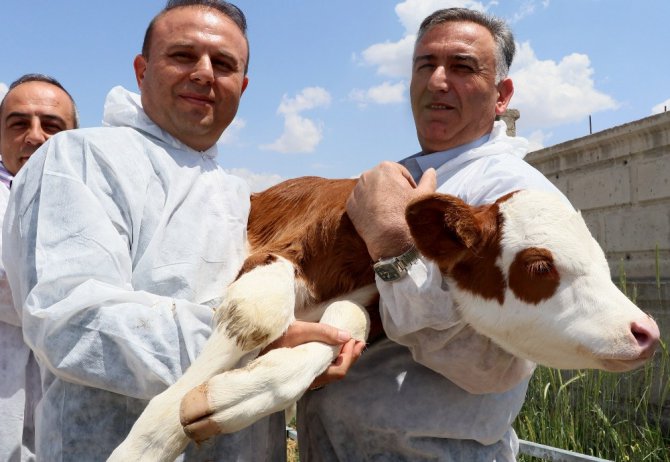 Aksaray’da buzağı ölümleri 2 yılda yüzde 50 oranında geriledi