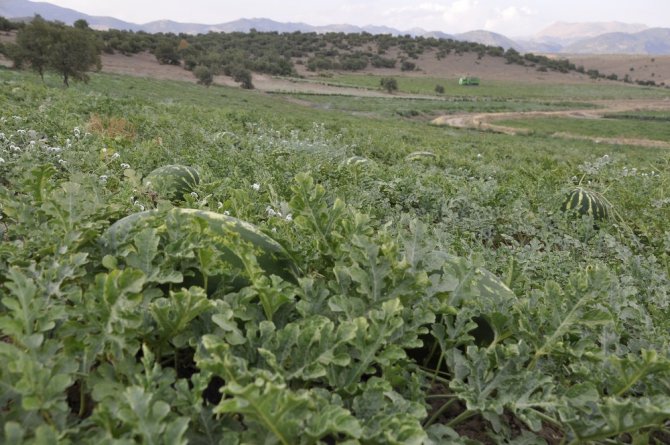 Tarlasında 30 kilogramlık karpuz yetiştirdi