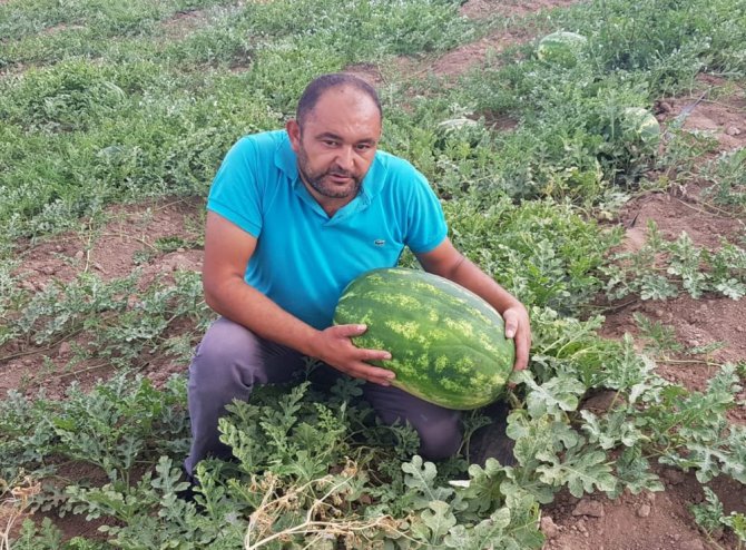 Tarlasında 30 kilogramlık karpuz yetiştirdi