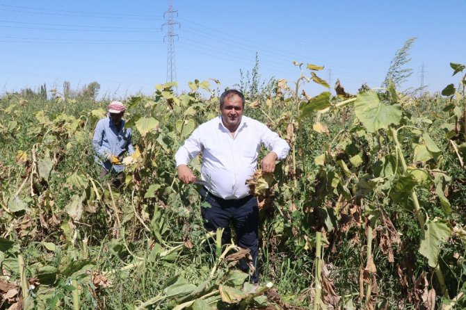 Ziraat Odası Başkanı Koçak: "Ülkemiz için milli ay çekirdeğini çitleyin"