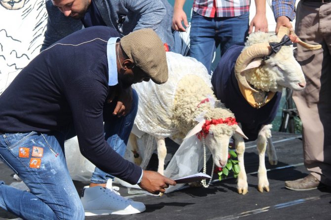 Sosyal medya fenomeni koç Alex, dünya evine girdi