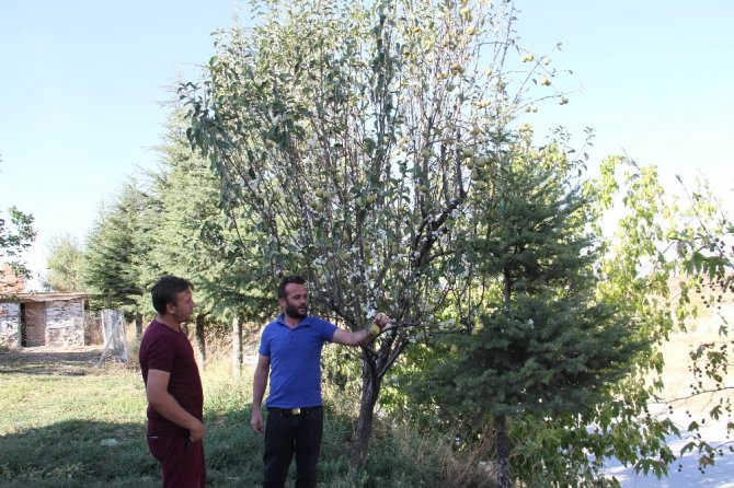 Armut ağacı Eylül’de çiçek açtı