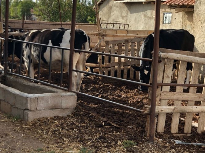 Süt sağma makinesinde elektrik akımına kapılan kadın öldü