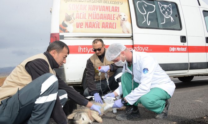 Konya’da hayvanlar için örnek projeler