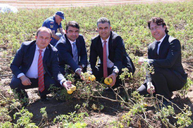 Sarı domates, Derebucaklı çiftçinin yüzünü güldürecek