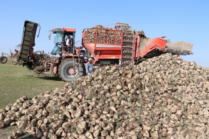 Pancarın bileti kesildi, şekere yolculuk başladı