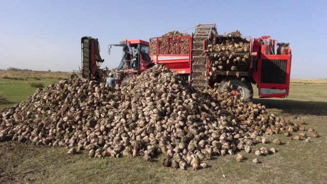 Pancarın bileti kesildi, şekere yolculuk başladı