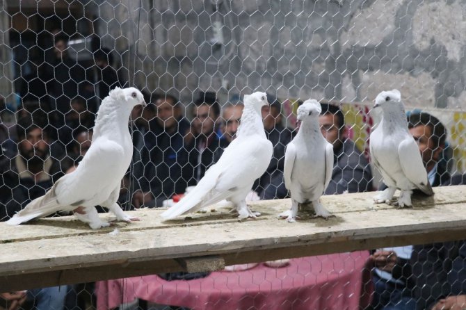 Araba değerindeki güvercinler ihaleyle alıcı buluyor