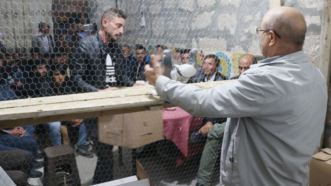 Araba değerindeki güvercinler ihaleyle alıcı buluyor