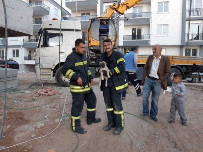 Yavru köpek mahsur kaldığı yerden kurtarılınca annesini emmeye başladı