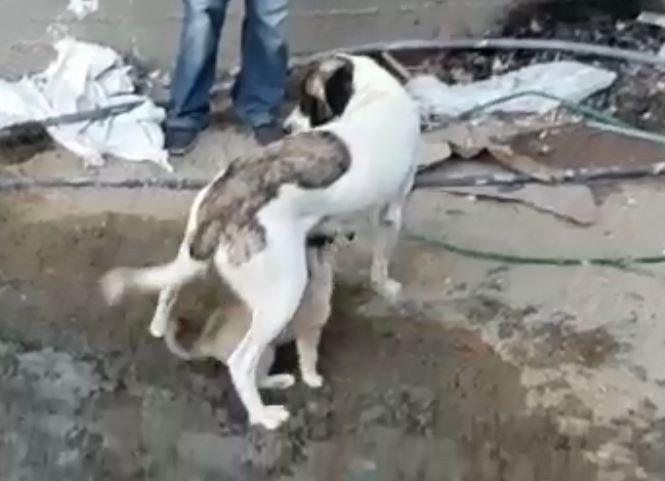 Yavru köpek mahsur kaldığı yerden kurtarılınca annesini emmeye başladı