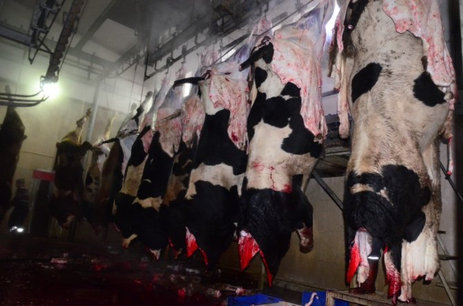 Et ve süt kurumu Aksaray’da hayvan kesimine başladı