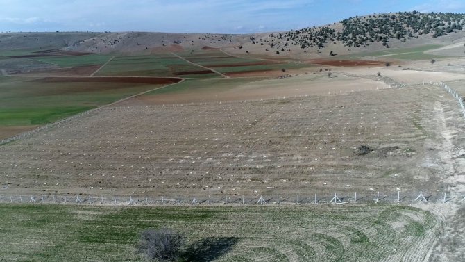 Beyşehir Belediyesi, ceviz ve fındık bahçesi oluşturuyor