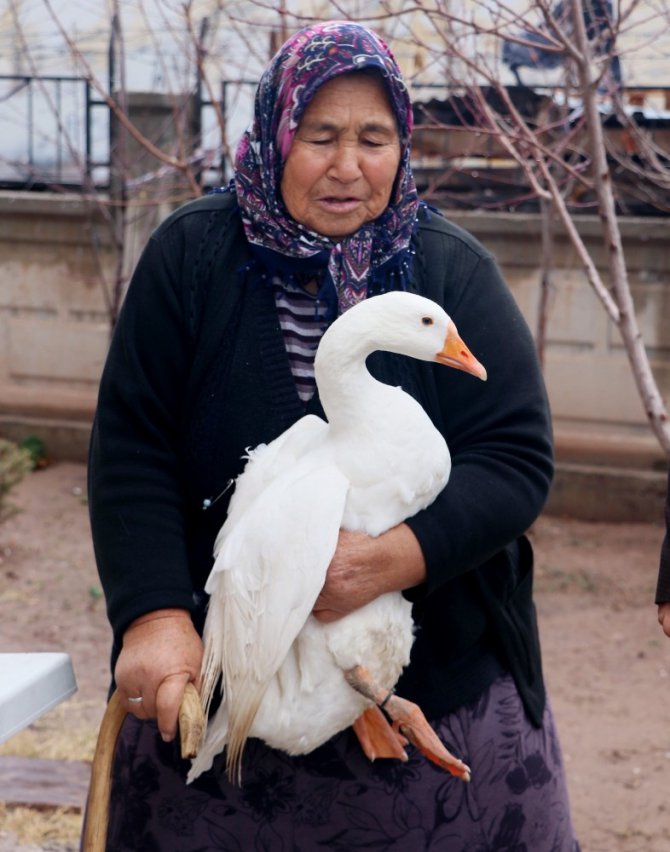 Hindileri çalınan Fadik Teyze’ye hayvan desteği