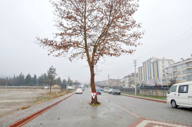 Akşehir Belediyesi ağaçlara zarar vermeden çalışmalarını sürdürüyor