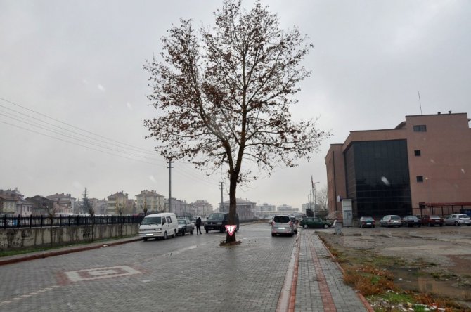 Akşehir Belediyesi ağaçlara zarar vermeden çalışmalarını sürdürüyor