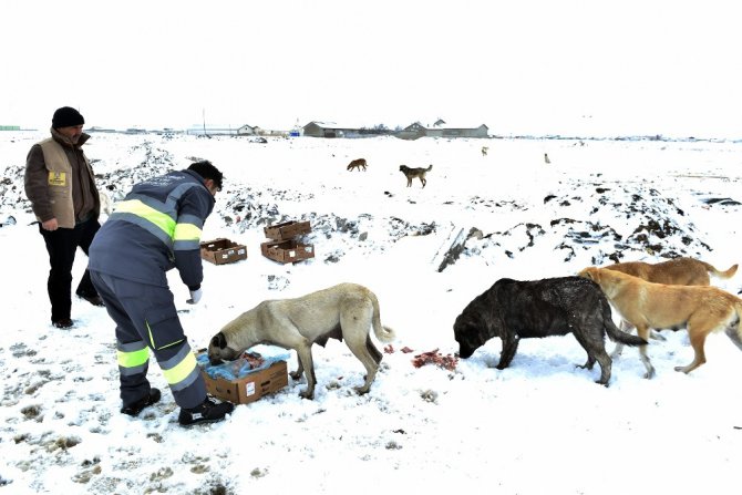 Konya Büyükşehir sahipsiz ve doğal hayattaki hayvanlara yem bıraktı