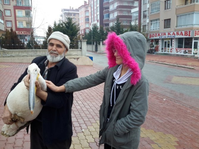 Yaralı pelikanı evinde balıkla besledi