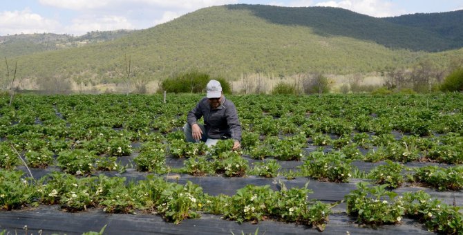 Konya Büyükşehir Belediyesinden çiftçiye destek