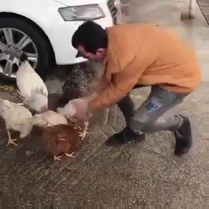 Yanındaki tavuk alınınca çılgına dönen horoz adamı kovaladı