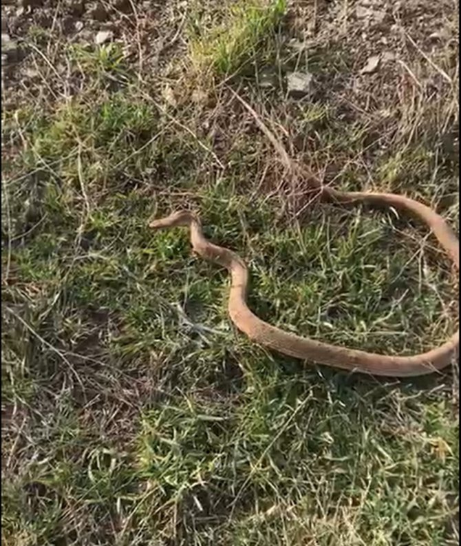 Yılanı kafasından tutup fare deliğine bıraktı