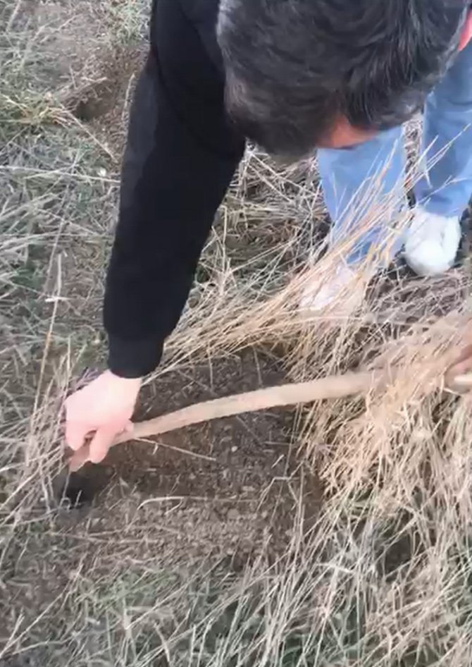 Yılanı kafasından tutup fare deliğine bıraktı