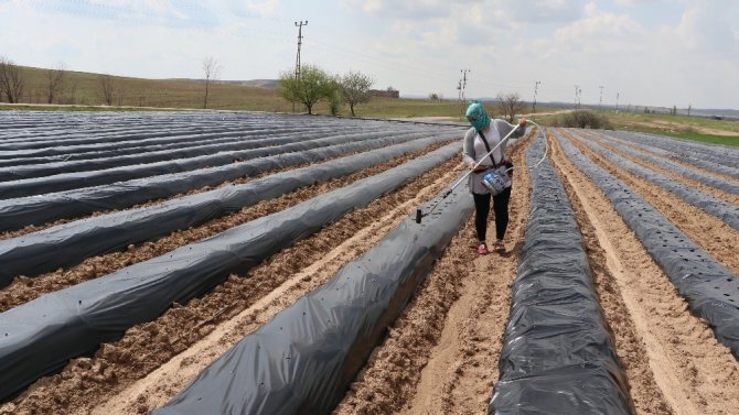 Aksaray’da organik çilek yetişecek