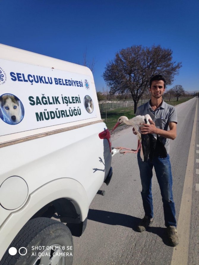 Elektrik tellerine çarparak yaralanan leylek tedavi altına alındı