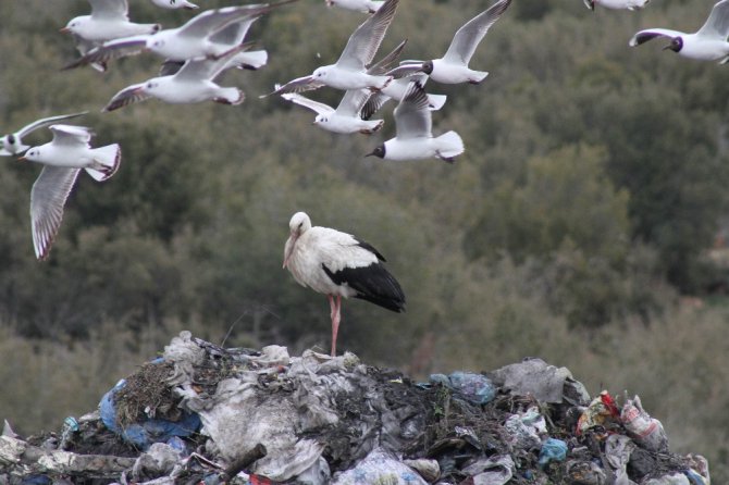 Kuş sürücüleri ve sokak hayvanlarının çöplüğü mesken tuttu