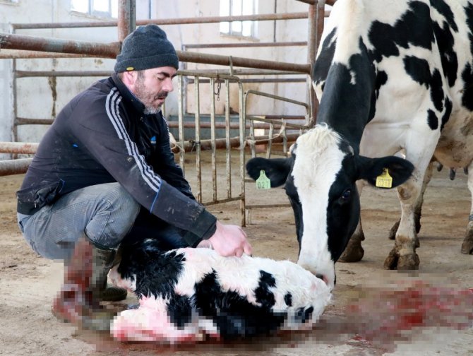 Aksaray’da üreticilere hayvan hastalıkları eğitimi verildi