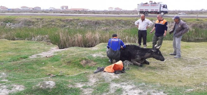 Aksaray’da bataklığa saplanan dana AFAD tarafından kurtarıldı