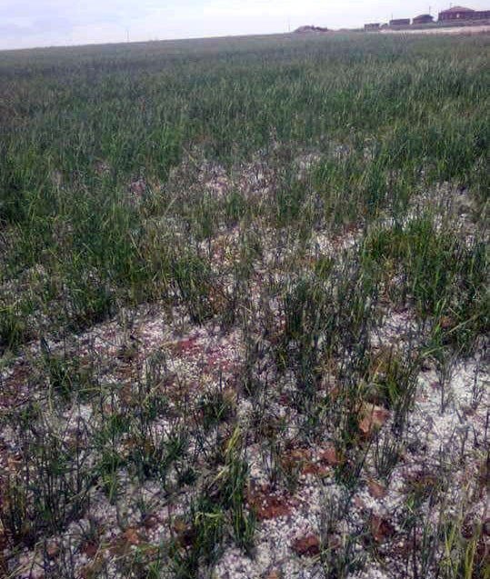 Aksaray’da dolu yağışı tarım arazilerine zarar verdi