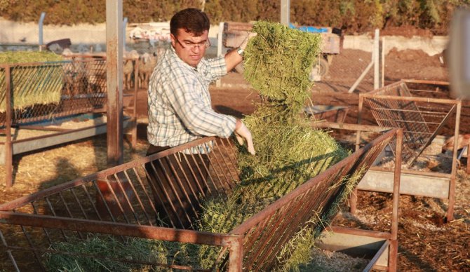 Yeme gelen zam, üreticileri kesime yönlendiriyor