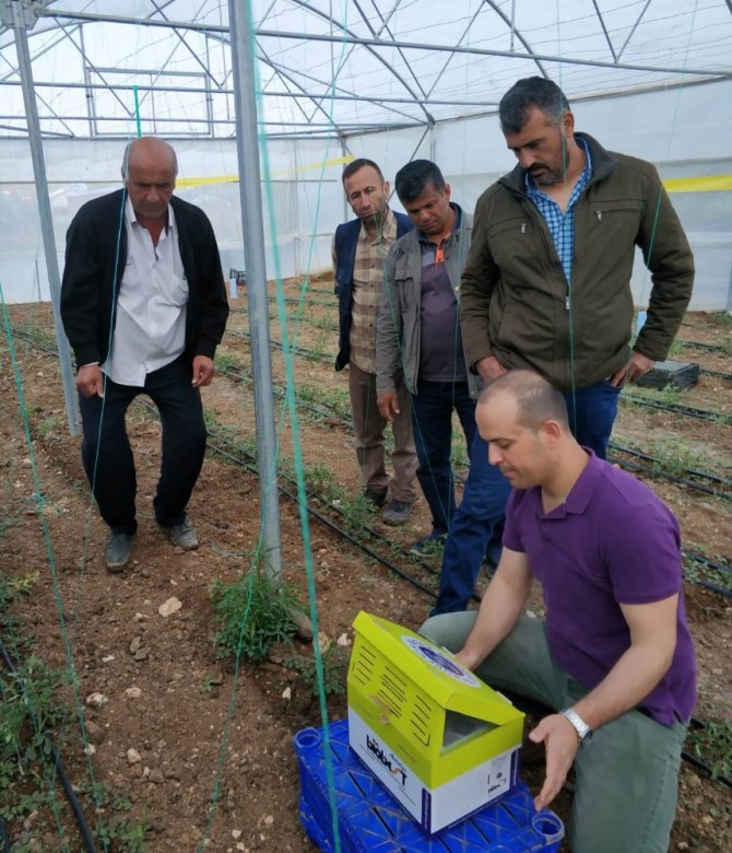 Beyşehir’de seralarda yararlı böcek ve arıyla domates üretimi