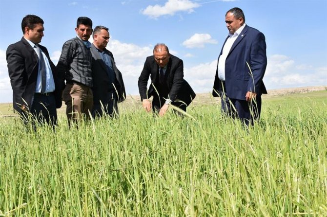 Aksaray’da tarım arazilerinde zarar tespiti yapıldı