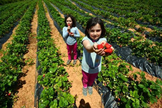 Konya Büyükşehir Belediyesinden çilek üreticisine destek