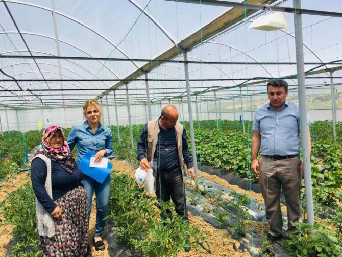 Aksaray’da domates güvesi mücadelesi için seralara tuzaklar asıldı