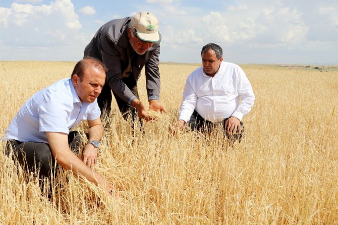 Aksaray’da tarım arazilerini dolu vurdu