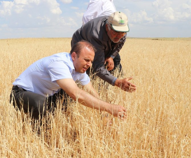 Aksaray’da tarım arazilerini dolu vurdu