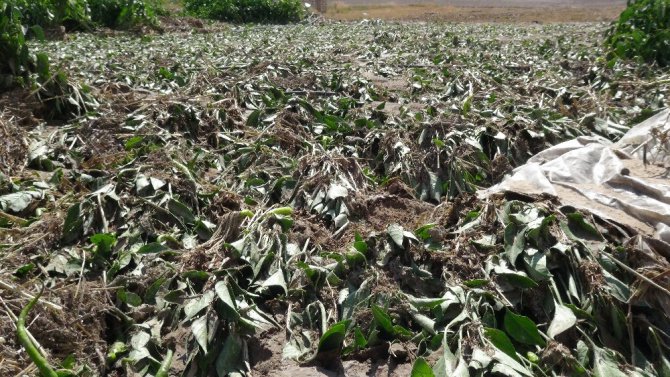 Aksaray’da 200 bin dekar arazide 30 milyonluk dolu ve sel zararı